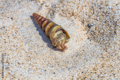 Sea clam shell