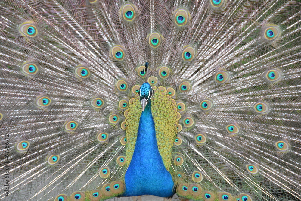 Obraz premium Pfau