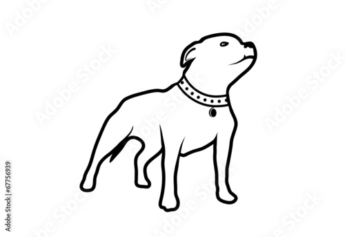 drawing of a dog of fighting breed