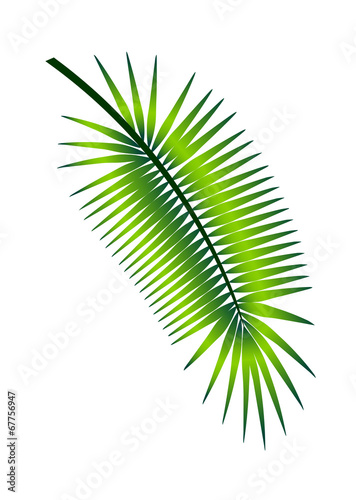 palm branch illustration