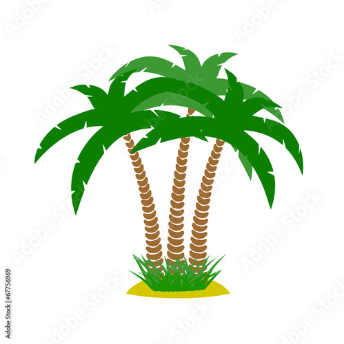 thickets of palm trees on a white background