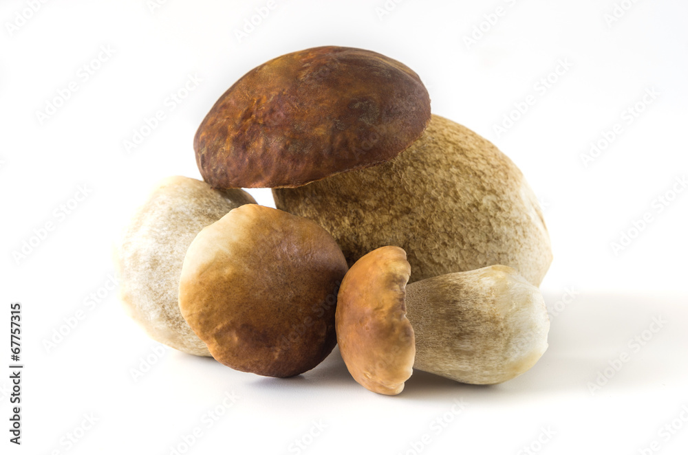 Boletus edulis Boletus edulis