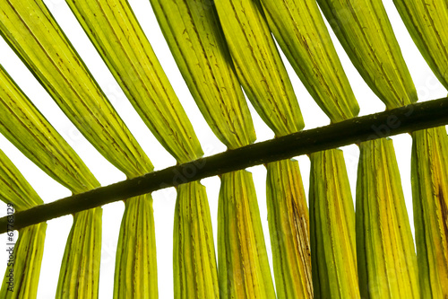Palm Frond Closeup