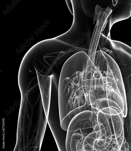 Male x-ray respiratory ststem artwork photo