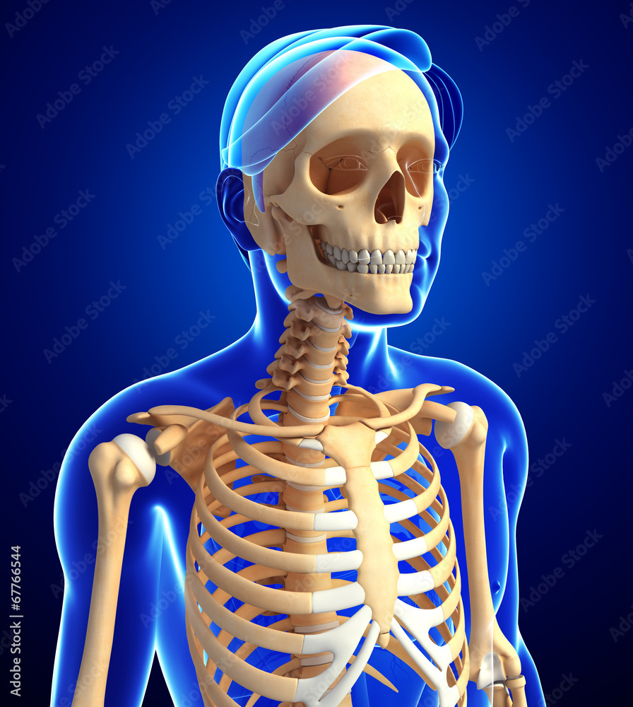 Male skeleton anatomy Male skeleton anatomy