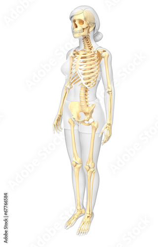 Female skeleton artwork