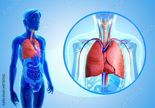 Male lungs anatomy