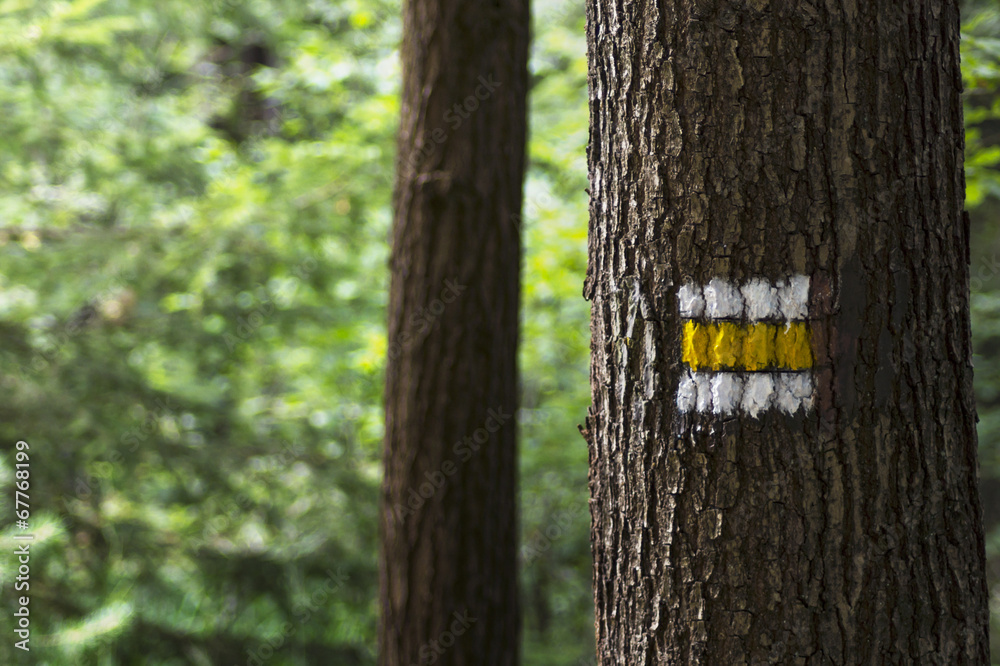 Fototapeta premium yellow touristic marks on tree trunk