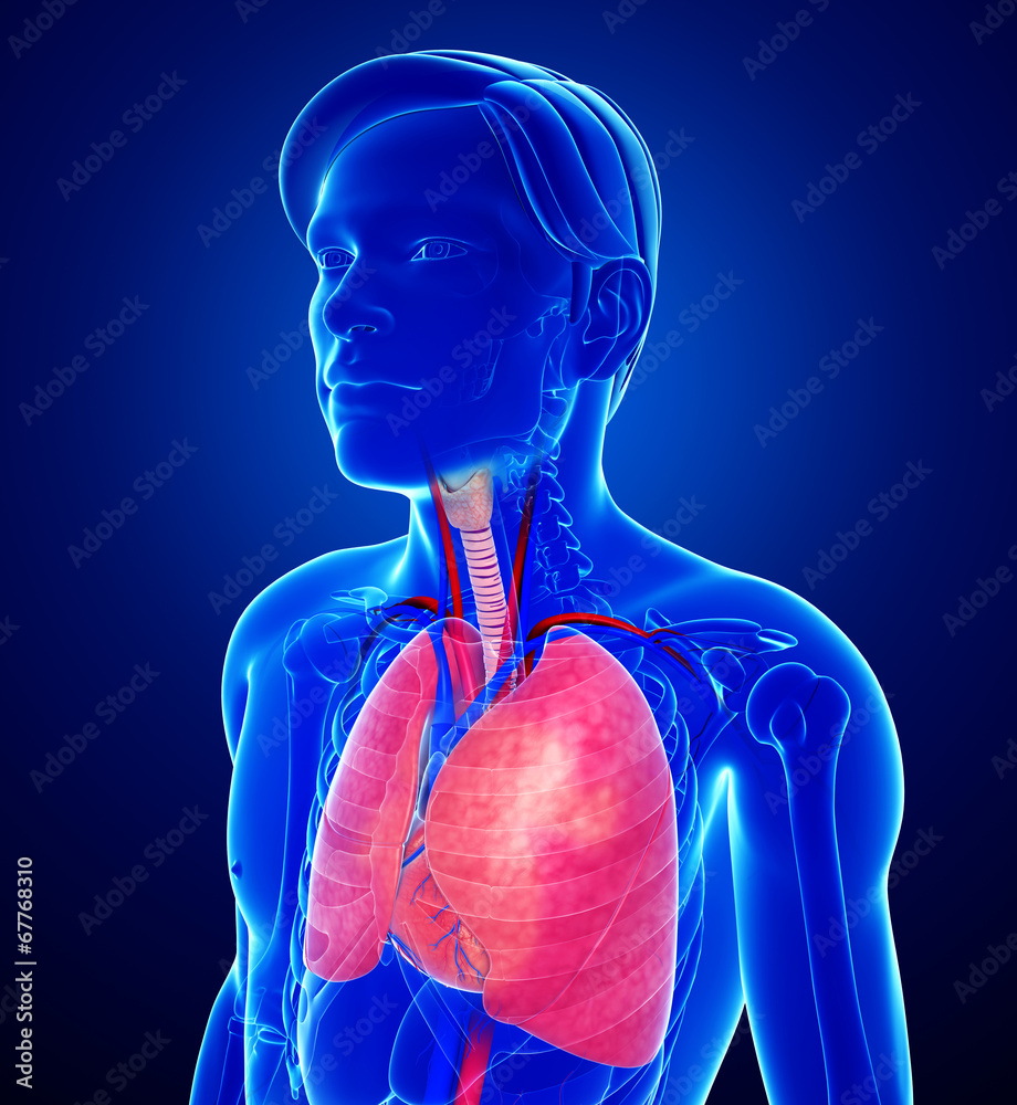 Male lungs anatomy Stock Illustration | Adobe Stock