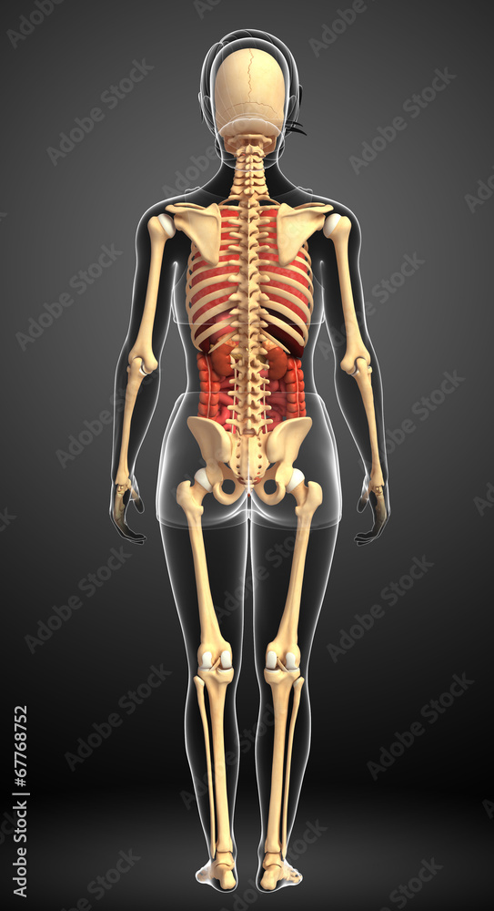 Female skeleton and digestive system