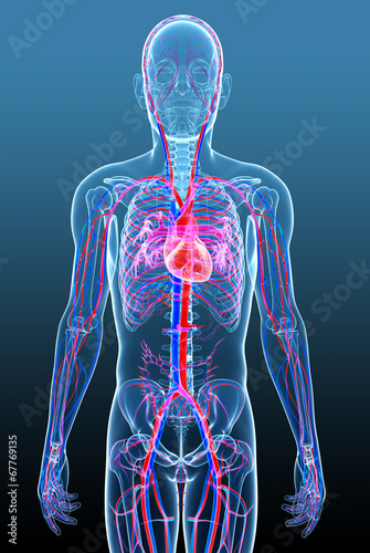 Male circulatory system