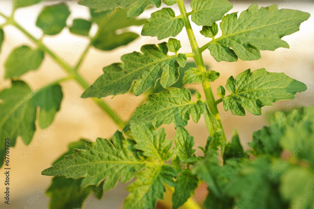 tomato leaves