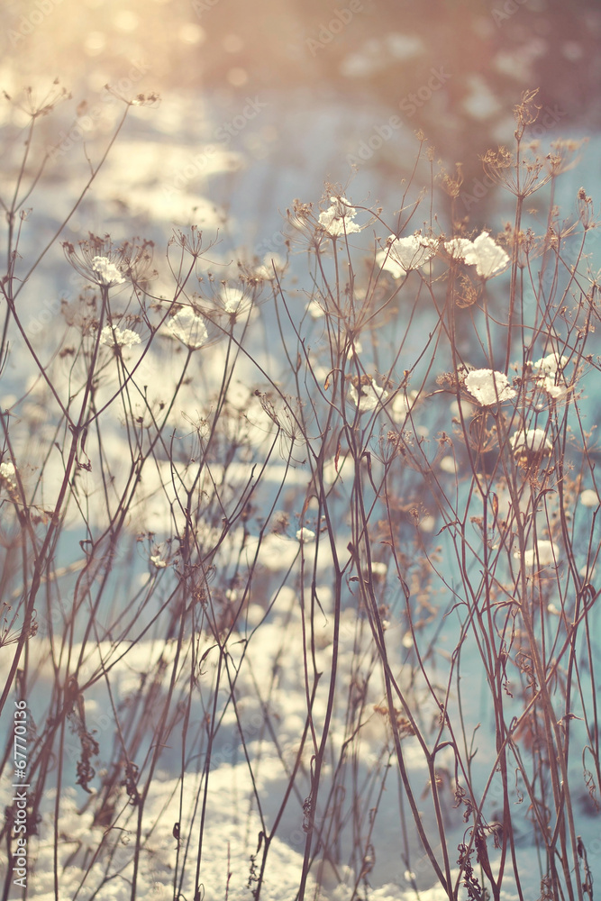 custom made wallpaper toronto digitalBranches of dry plants with snow. Lit with sunlight