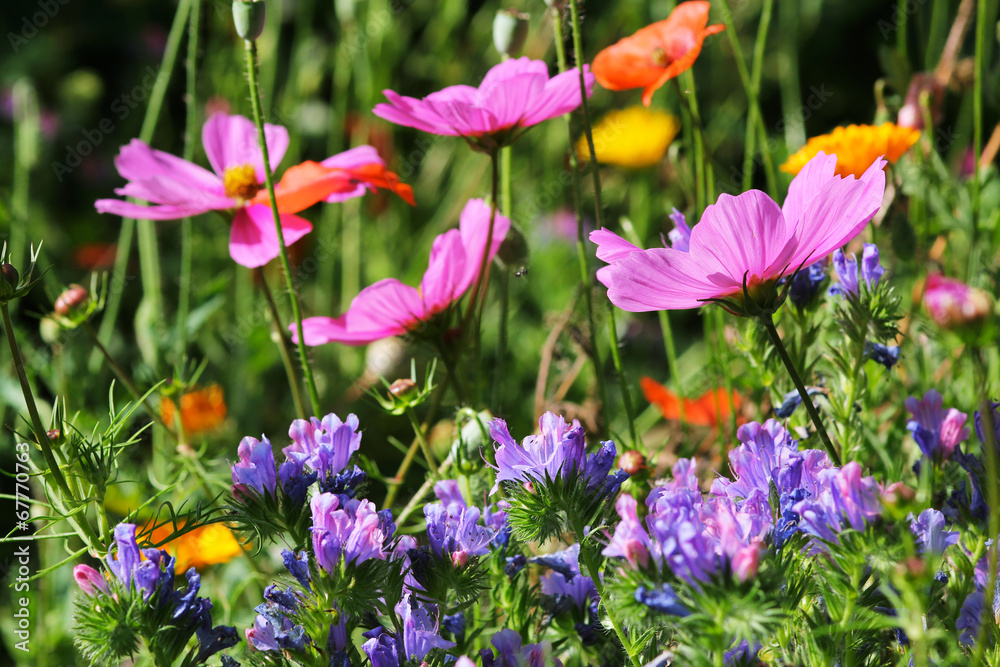 Fototapeta premium Flowery meadow with cosmos and echium