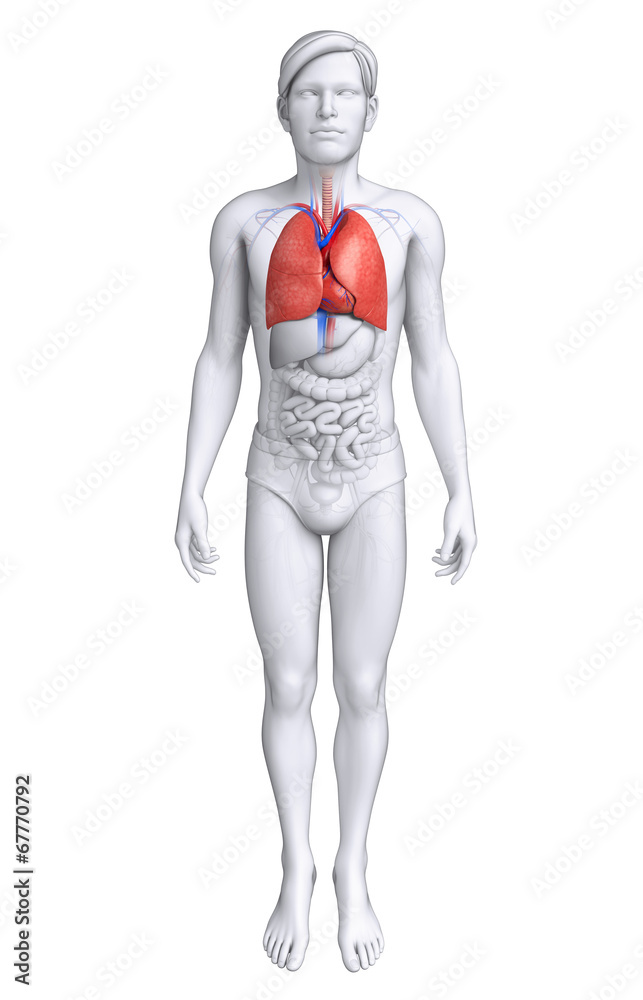 Human lungs anatomy