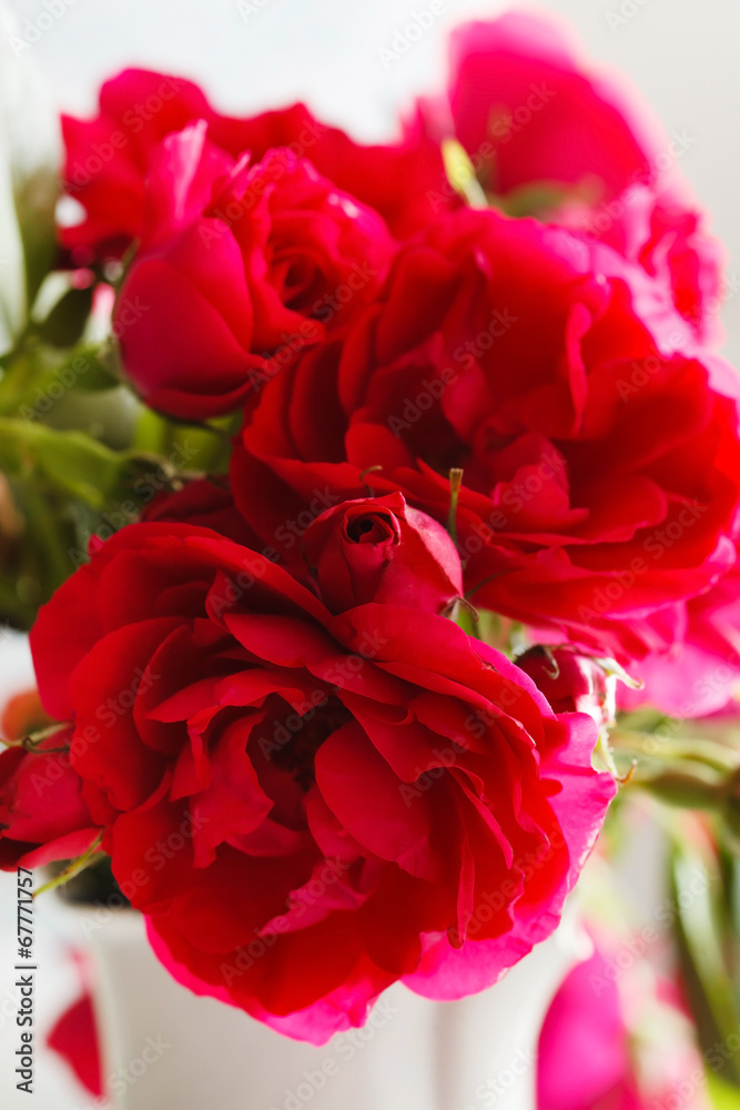 red roses red roses