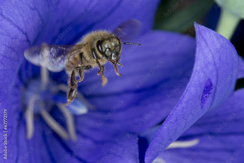 bee flying to you from flower - obrazy, fototapety, plakaty 