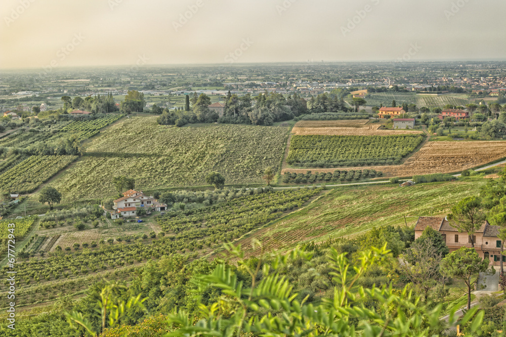 Vineyards on  hills at sunset