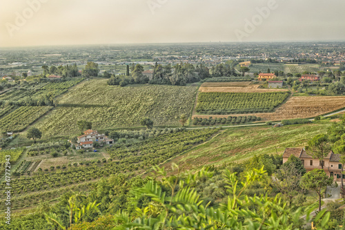 Vineyards on hills at sunset