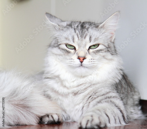 siberian cat, female silver type © Massimo Cattaneo