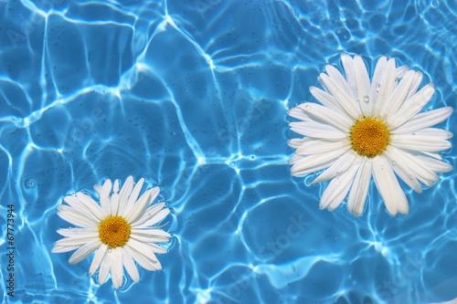 Flower in Water