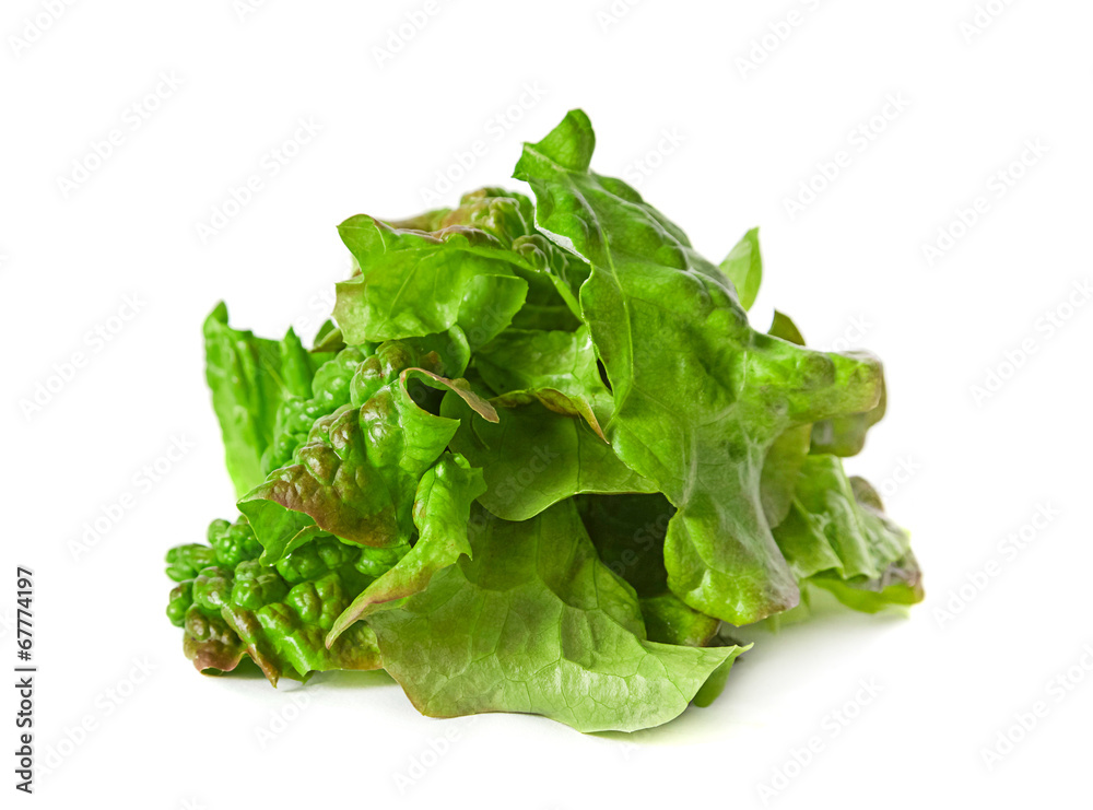 Ragged lettuce salad leaf Ragged lettuce salad leaf