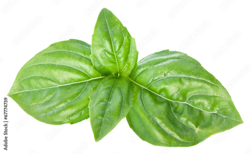 Fototapeta premium Green basil leaves isolated on a white.