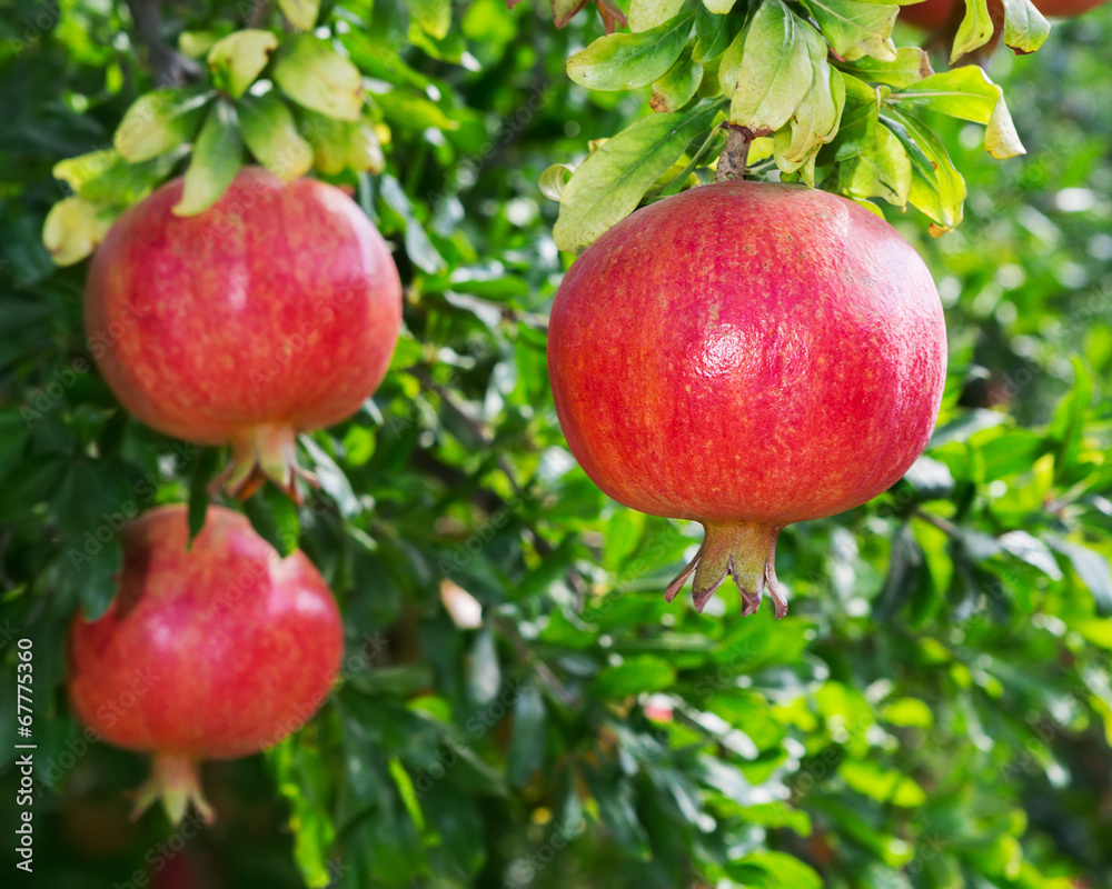 pomegranate pomegranate