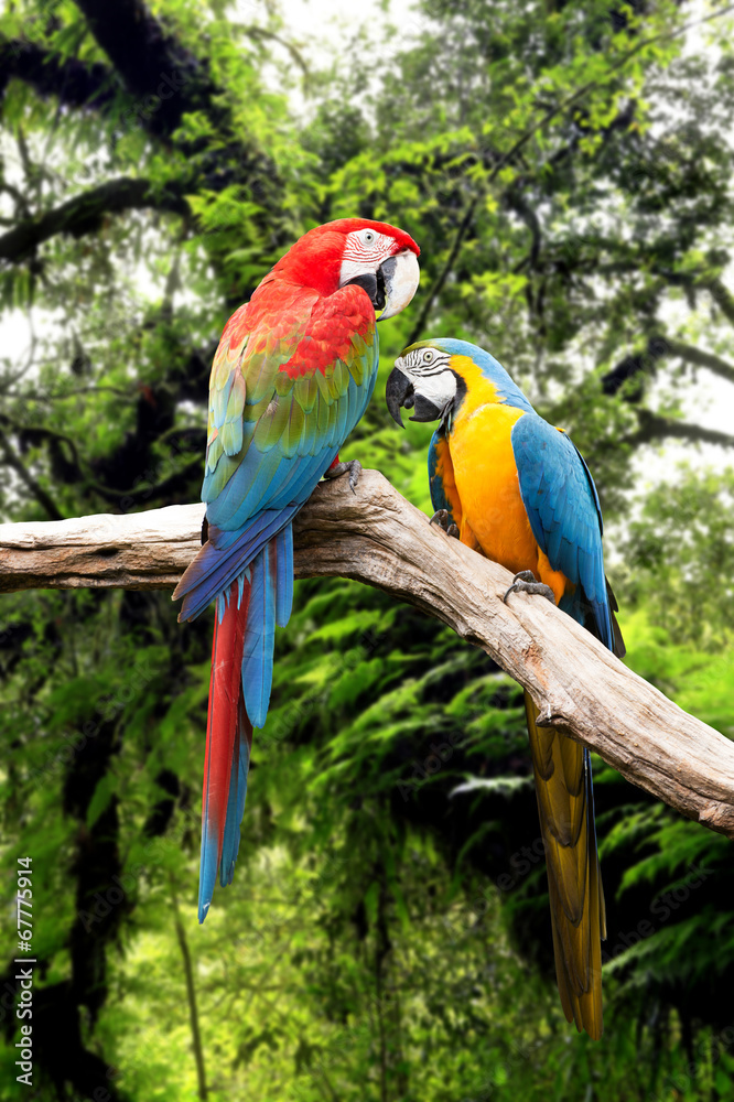 Couple parrots macaw in the rainforest