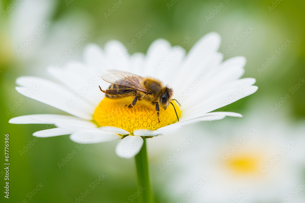 Bee sucking nectar from daisy flower Bee sucking nectar from daisy flower