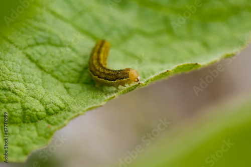 Caterpillar on a green leaf