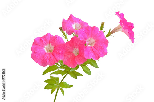 Pink petunia flowers photo