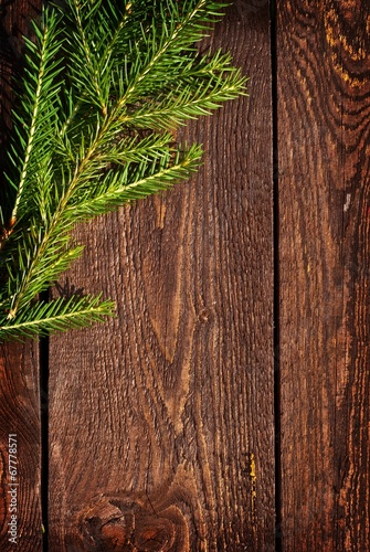 Spruce on planks photo