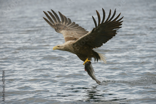 Hunting Eagle with Catch.