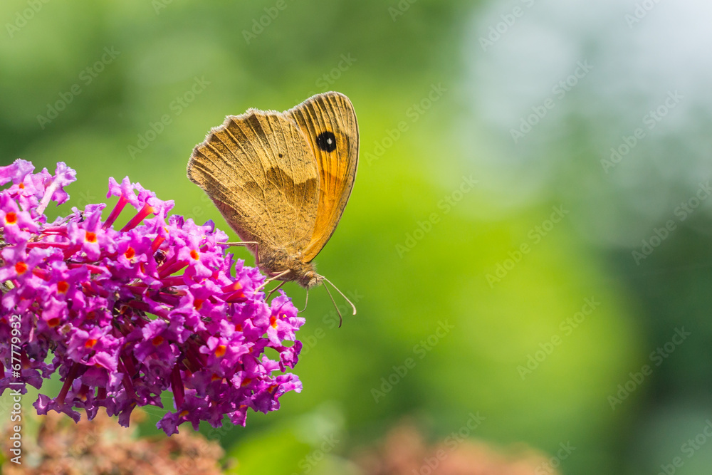 Fototapeta premium Brown Meadow (Maniola jurtina)