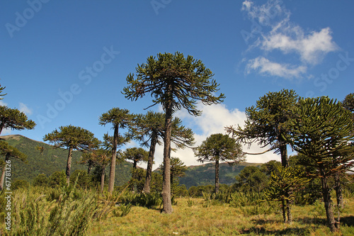 Araucaria, symbol of Chile photo