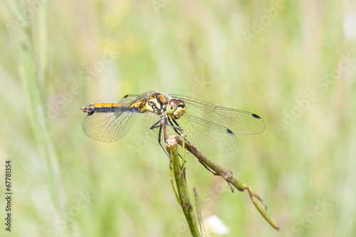Yellow dragonfly on a plant straw