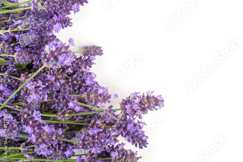 Lavandula