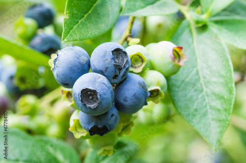Foto Blueberries ripening on the bush