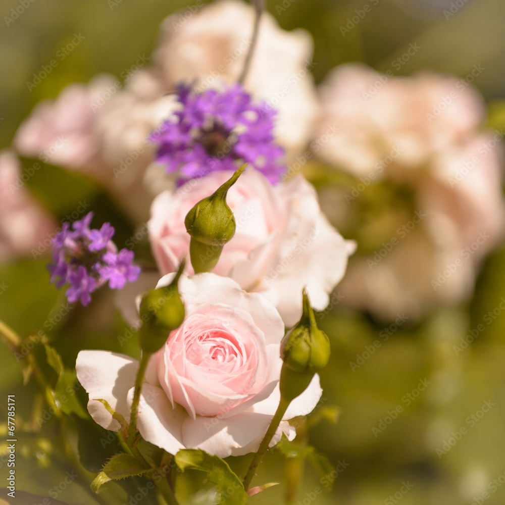 Rose Larissa in garden Stock Photo | Adobe Stock