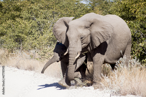 elephants