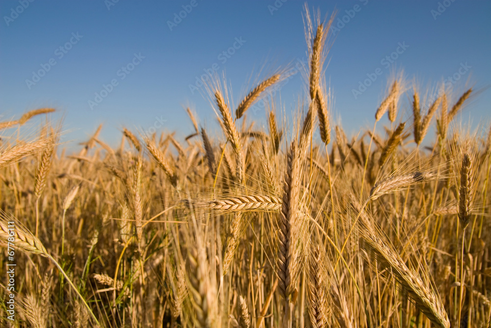 Naklejka premium weath and sky