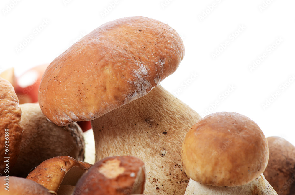 The boletus edulis isolated on white The boletus edulis isolated on white
