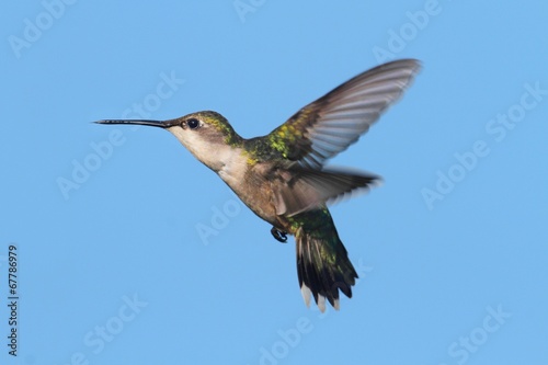 Ruby-throated Hummingbird