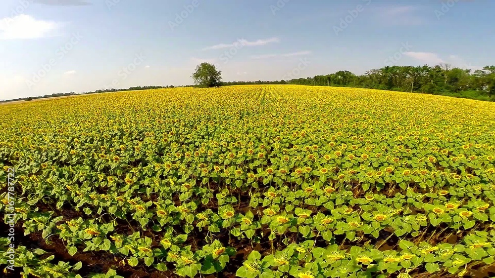 aerial video, field a sunflower with a natural sound aerial video, field a sunflower with a natural sound