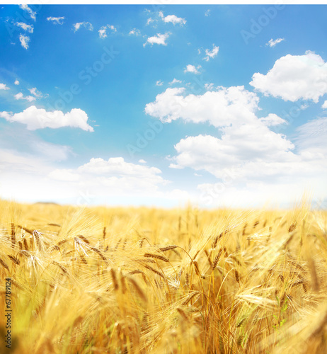 Beautiful wheat field.