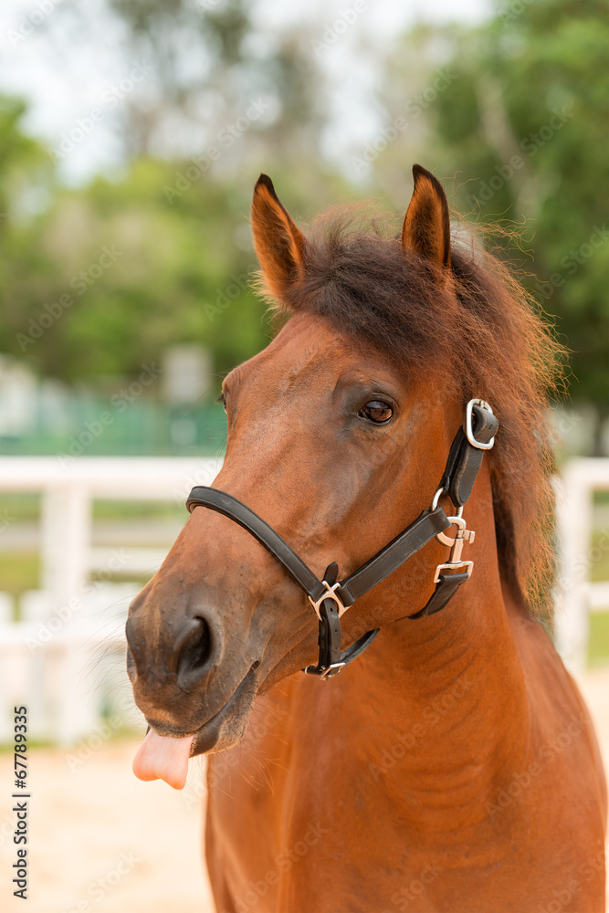 Naklejka premium Horse close up