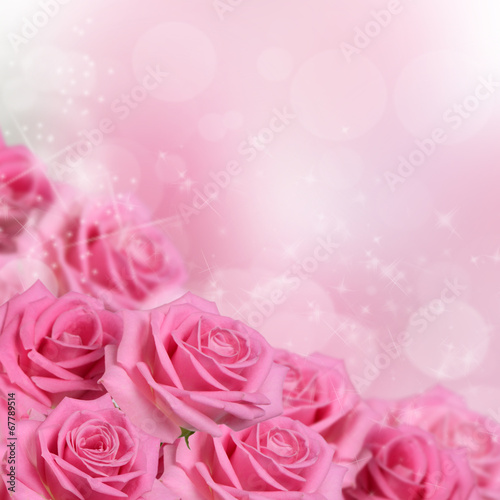 Pink rose  as a background