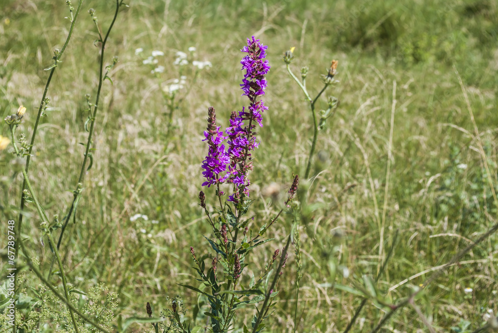 Purple Flower, Green Field Purple Flower, Green Field