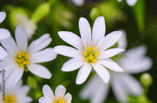 Stellaria white flower